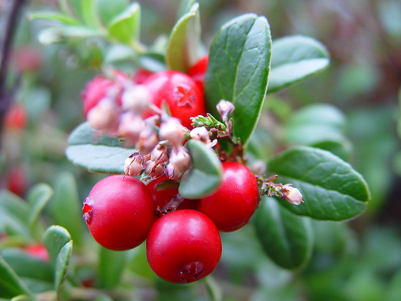 Ripe-Lingonberry-on-shrub