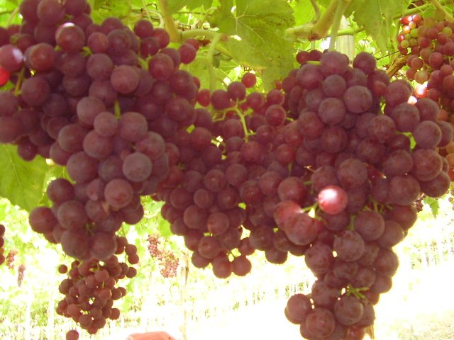 Summer-Fruits-Red-Grapes